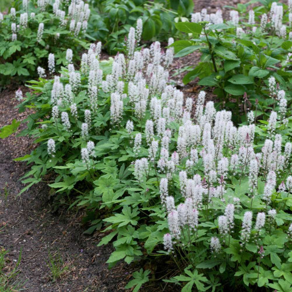 Skumblomst (Tiarella cordifolia)